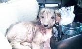 Seen in this photo is Bunny that came to the Vet Clinic as a puppy and had lost all of her hair. She was found on the side of the road.  See the next photo go see how she was helped. [photo: courtesy of the Vet Clinic of Am. Samoa] 