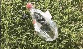 A look at the aftermath of what is described as a Molotov cocktail that exploded near Siligi Nakiso-Va’apu following the game between Samoana High School (SHS) and Nu’uuli Vocational Technical High School, Friday night.  [Courtesy Photo]