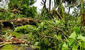 A family in Ili’ili learned after Tropical Storm Gita moved away last Friday afternoon that all kinds of trees blocked their access road and the trees also took down power lines to their house. As of yesterday, the family still has no electricity but is very thankful that there were no injuries or deaths in the two Samoas.  [courtesy photo]