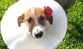 Alofa was hit by a car and a Good Samaritan paid for her treatment. [courtesy photo]