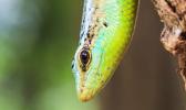 A rare skink thought to be extinct in Niue has been found again, alive and well on the island. Called the Olive Tree skink, the reptile is endemic to Niue and American Samoa.  [Photo: 123rf via RNZI]