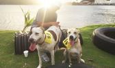 These two canine runners participated in the 5k and 14k Heart N Sole fun run hosted by SPW last Saturday.  [photo: TG] 