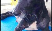 Uliuli a nice spayed female dog that was looking for a home was adopted yesterday afternoon. She was sterilized and treated for fleas and ticks before being put up for adoption. [Courtesy photo]
