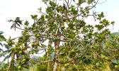 A breadfruit tree standing with a lot of damage to its fruit and leaves caused by Tropical Storm Gita last weekend. Concerns about food security have caused the Department of Agriculture to put two teams on the ground to do assessments about crop damages from the storm. [photo by AF]