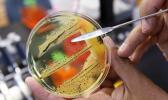 In this Monday, May 17, 2010 file photo, Dr. Mansour Samadpour points out a growth of of salmonella in a petri dish at IEH Laboratories in Lake Forest Park, Wash. The World Health Organization has issued a list of the top dozen bacteria most dangerous to humans, warning that doctors are fast running out of treatment options. In a press briefing on Monday, Feb. 27, 2017 the U.N. health agency said its list is meant to promote the development of medicines for the most worrying drug-resistant bacteria, including Salmonellae and Staphylococus aureus. (AP Photo/Elaine Thompson, file) In this Monday, May 17, 2010 file photo, Dr. Mansour Samadpour points out a growth of of salmonella in a petri dish at IEH Laboratories in Lake Forest Park, Wash. The World Health Organization has issued a list of the top dozen bacteria most dangerous to humans, warning that doctors are fast running out of treatment options. In a press briefing on Monday, Feb. 27, 2017 the U.N. health agency said its list is meant to promote the development of medicines for the most worrying drug-resistant bacteria, includi