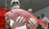 In this Wednesday, Sep. 9, 2015 photo, a worker shows a newly landed fish before it's given a barcode at a port facility in Benoa, Bali, Indonesia. The bar-code system will give each fish a tag that can provide details about the location it was caught, by what boat, its species, and weight and could easily be expanded to include crews on individual boats to help fight against labor abuse. (AP Photo/Firdia Lisnawati) In this Wednesday, Sep. 9, 2015 photo, a worker shows a newly landed fish before it's given a barcode at a port facility in Benoa, Bali, Indonesia. The bar-code system will give each fish a tag that can provide details about the location it was caught, by what boat, its species, and weight and could easily be expanded to include crews on individual boats to help fight against labor abuse. (AP Photo/Firdia Lisnawati)
