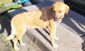 Molly a young female dog up for adoption