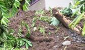 Trees and debris after landslide near home in Afao