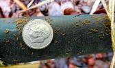 fire ants compared to the size of a dime