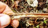 A nest of fire ants