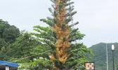 Territorial Christmas Tree 2020