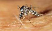 The Asian tiger mosquito