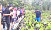 Taro plantation on Aunuu.