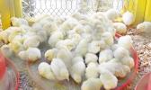 Baby chicks in a cage