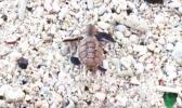 Baby sea turtle making its way to the ocean