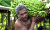 According to the report, thirteen out of twenty food commodities contributed the 0.2% month-over-month increase. Banana are up 10.1%. bananas