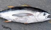 Big eye tuna