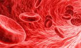 blood cells photo