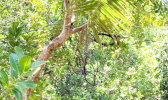 Cable wires in trees at Alega