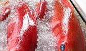 BOTTOM FISH ON ICE