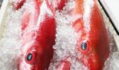 bottomfish on ice