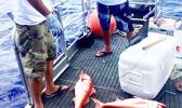 Two men looking at bottom fish on board a boat