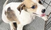 PUPPY READY FOR ADOPTION