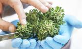 New Zealand will have a referendum on legalizing marijuana for personal use as part of the Greens deal with Labor.  [photo: AFP]