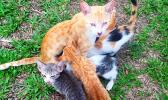 a mother cat with her kittens