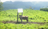 Cattle gifted to Am Samoa