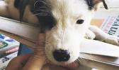 Adog at a free spay neuter clinic sponsored by Coconut Muts