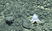 seabed nodules
