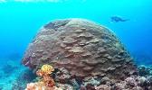 Giant coral in waters of American Samoa
