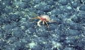Set for November, the proposed sale would offer two seabed leases covering over 31 million acres northeast of the Manu'a Islands. CRAB ON NODULES