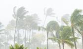 Coconut trees bending in the wind of a cyclone