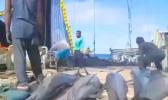 DEAD DOLPHINS