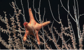 A deep-sea starfish