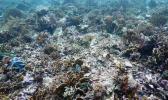 An example of coral bleaching. [SN file photo]