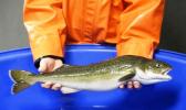 In this photo taken March 28, 2017, Bill Fairgrieve, a fisheries research biologist with the National Oceanic and Atmospheric Administration, holds a sablefish at a research facility in Manchester, Wash. Scientists are studying sablefish genetics and investigating ways to make it easier and more efficient to commercially grow and farm the fish as part of a larger effort by NOAA to support marine aquaculture as a possible solution to feed a growing demand worldwide for seafood. (AP Photo/Ted S. Warren) In this photo taken March 28, 2017, Bill Fairgrieve, a fisheries research biologist with the National Oceanic and Atmospheric Administration, holds a sablefish at a research facility in Manchester, Wash. Scientists are studying sablefish genetics and investigating ways to make it easier and more efficient to commercially grow and farm the fish as part of a larger effort by NOAA to support marine aquaculture as a possible solution to feed a growing demand worldwide for seafood. (AP Photo/Ted S. Warren)