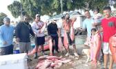 FISH DISTRIBUTION
