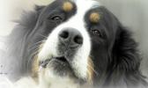 It’s important to use objective criteria (science, quality control) in judging a dog food. DOG PHOTO