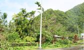 This is the scene along the Nu’uuli/Airport road where fallen banana trees along with large broken branches from trees sit on top of electric wires last Saturday morning. There were similar scenes at other areas of Tutuila impacted by Tropical Storm Gita. [photo: FS]