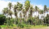  Coconuts on the seaside in Vanuatu. [Photo: Copyright: shanin / 123RF Stock Photo via RNZI]] 