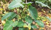  A Taro plant [Photo: RNZI/Autagavaia Tipi Autagavaia]
