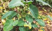 Taro plants [Photo: RNZI/Autagavaia Tipi Autagavaia]