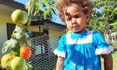 A child inspects tomatoes at SPREP's backyard food gardening programme. Photo: RNZ Pacific / Hilaire Bule A child inspects tomatoes