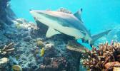 Stock photo of reef shark