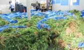 The marijuana raided from Faleatiu