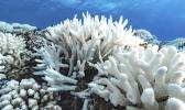 coral bleaching