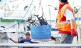 In this Thursday, Feb. 2, 2017, photo, a catch of fish is unloaded from a commercial fishing boat at Pier 38 in Honolulu. Hawaii authorities may have been violating their own state laws for years by issuing commercial fishing licenses to thousands of foreign workers who have been refused entry into the United States, The Associated Press has found. About 700 of these men are currently confined to vessels in Honolulu without visas, some making less than $1 an hour. (AP Photo/Caleb Jones) In this Thursday, Feb. 2, 2017, photo, a catch of fish is unloaded from a commercial fishing boat at Pier 38 in Honolulu. Hawaii authorities may have been violating their own state laws for years by issuing commercial fishing licenses to thousands of foreign workers who have been refused entry into the United States, The Associated Press has found. About 700 of these men are currently confined to vessels in Honolulu without visas, some making less than $1 an hour. (AP Photo/Caleb Jones)